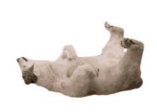 bashlyk polar bear lying down resting relaxing