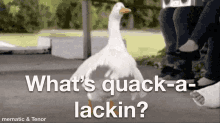 Quackalackin Letsquack GIF - Quackalackin Letsquack Whatsquackin GIFs