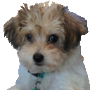 Pup Cute Sticker - Pup Cute Dog Stickers