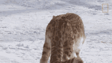 startled snow leopards101 pounce running away running