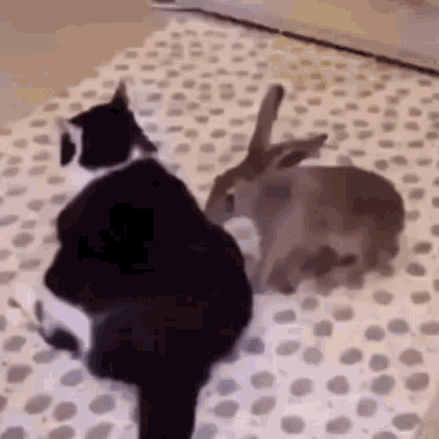 cat-bunny.gif