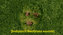 Grass Soul GIF - Grass Soul Soulgrass GIFs