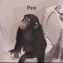 Pee Monkey GIF - Pee Monkey Monke GIFs