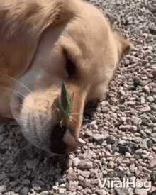 confused golden retriever dog summer bug what