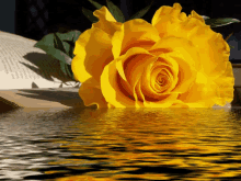 Rosa Amarela GIF - Rose GIFs