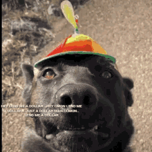 Funny Beg GIF - Funny Beg Dog GIFs