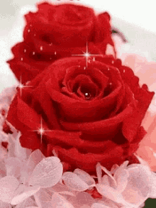 Red Roses GIF - Red Roses Are GIFs