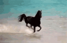 Horse Run GIF - Horse Run Beach GIFs