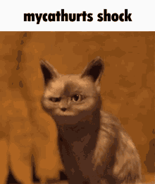 mycathurts shock cat