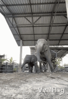 elephant viralhog dance groove