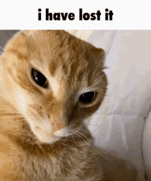 I Have Lost It Cat GIF - I Have Lost It Cat GIFs