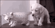 Dogs Cats GIF - Dogs Cats Kitten GIFs