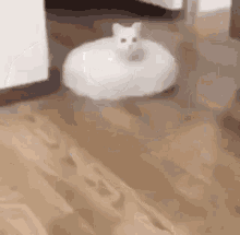 cat white roomba cute weird