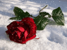 Rose Snowing GIF - Rose Snowing Winter GIFs