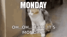 Monday Cat GIF - Monday Cat Tired GIFs