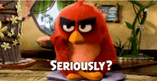 Seriously Angry Birds GIF - Seriously Angry Birds You Sure GIFs