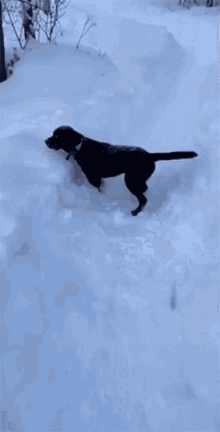 Dog Jumping On A Snow Wagging Tail GIF - Dog Jumping On A Snow Snow Dog GIFs