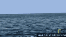 Manta Ray Flying GIF - Manta Ray Flying Jump GIFs