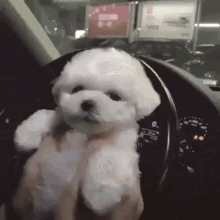 Dogs Funny GIF - Dogs Funny Love GIFs
