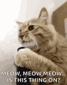 Meow Mic GIF - Meow Mic Test GIFs