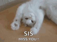 Miss You GIF - Miss You Cat GIFs