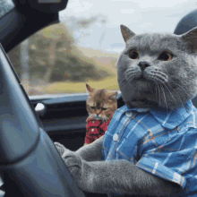 Cat Driving Gifs Tenor