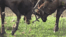 Fighting Deers Move Back GIF - Fighting Deers Move Back National Space Day GIFs