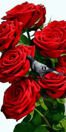 Galamb Roses GIF - Galamb Roses GIFs