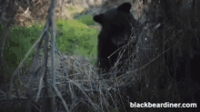 Frisbee Bear GIF - Frisbee Bear Bears GIFs