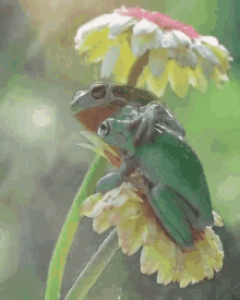 Friend Frog GIF - Friend Frog Rain GIFs