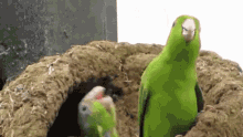 bird parrots cute fuuu breathing fire