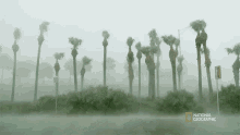 Palm Trees Seagrass And The Ecosystem GIF - Palm Trees Seagrass And The Ecosystem Windy GIFs