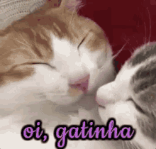 Oi Gatinha / Gatinho Romântico / Apaixonado / Beijos GIF - Kisses Cat Kitten GIFs