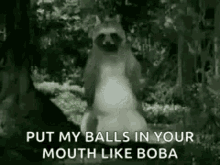 racoon balls