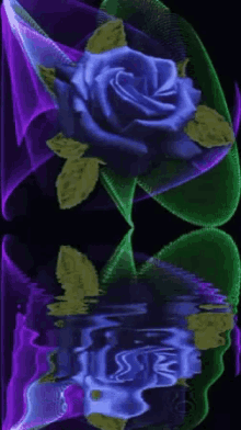 blue rose reflection