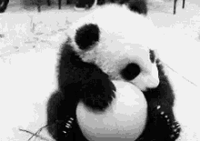 Panda Cute GIF - Panda Cute Adorable GIFs
