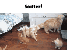 Scatter Cats GIF - Scatter Cats Kittens GIFs