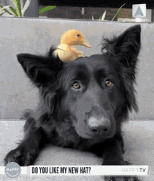 Dog Duck GIF - Dog Duck Bestfriends GIFs