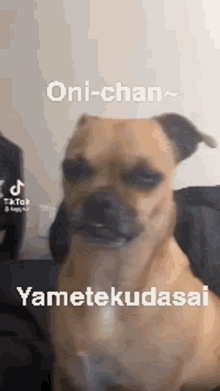 Onichan Yametekudasai GIF - Onichan Yametekudasai Dog GIFs