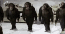 Monkey Dancing Rakeitoop GIF - Monkey Dancing Rakeitoop Bopping GIFs