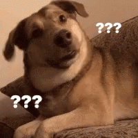 Dog Confused GIF - Dog Confused What GIFs