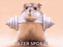 Hamster Workout GIF - Hamster Workout Gym GIFs