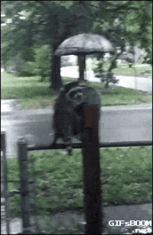 raccoon help cold wet rain