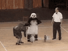 Panda Animal Trick GIF - Panda Animal Trick Weight Lift GIFs