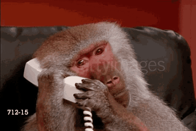 Monkey Phone Call GIF - Monkey Phone Call Bored GIFs