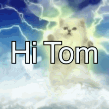 Cat Hi Tom GIF - Cat Hi Tom I1bto GIFs