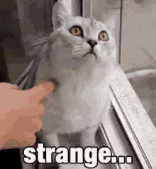 Lol Cat GIF - Lol Cat Strange GIFs