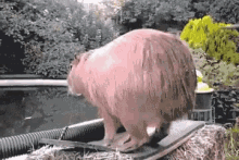 Capybara Dive GIF - Capybara Dive Summer Vibe GIFs