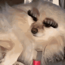 Alzolanskii Dog GIF - Alzolanskii Dog Makeup GIFs