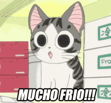 cat gato mucho frio cat gato mucho frio